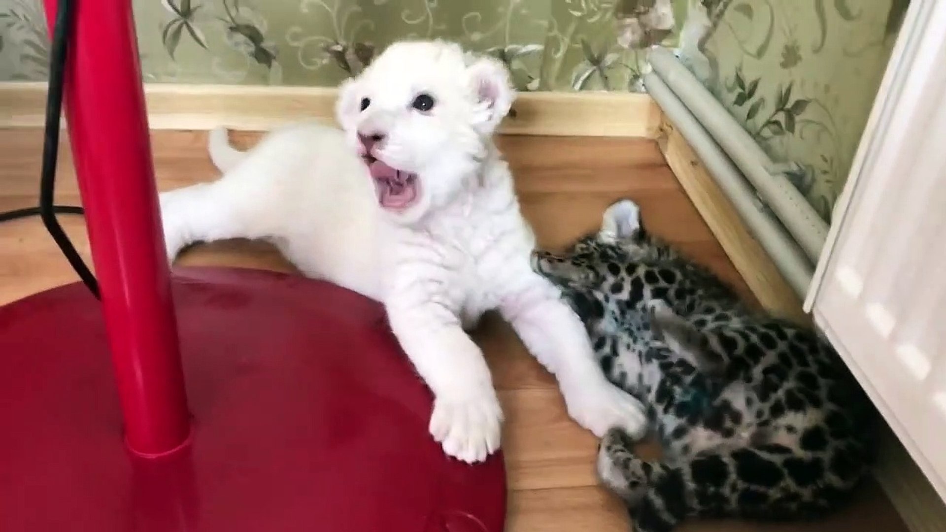 Un Bebe Lion Blanc Et Un Bebe Jaguar Jouent Ensemble Adorable Video Dailymotion