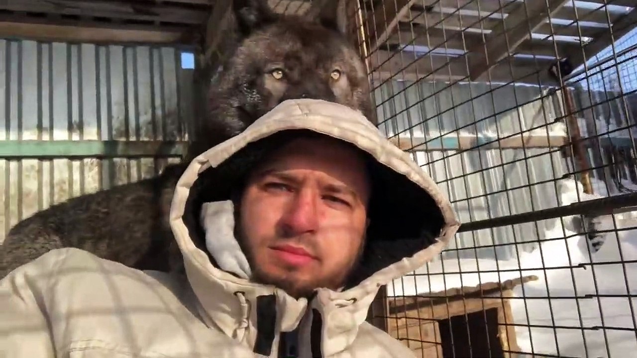 Ce dresseur se met dans l'enclos des loups... Même pas peur