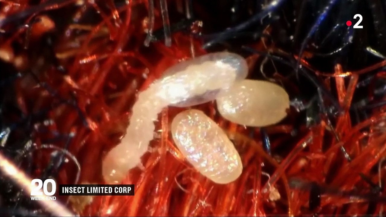 Mites : comment lutter contre le fléau des placards ?