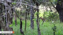 National Park Service Urges Hikers Not To 'Rescue' Lonesome Fawns