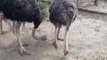shutar Murgh - Ostrich