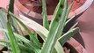 Aloe Vera plants. One survived and one could not