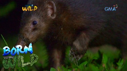 Born to Be Wild: The life of Palawan stink badger