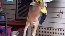 Ce kangourou aide à faire sécher le linge !