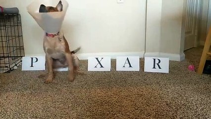 Intro Pixar version chien