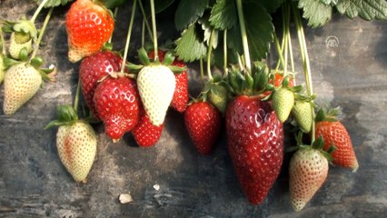 Mersin'de çilek ihracatı başladı - MERSİN