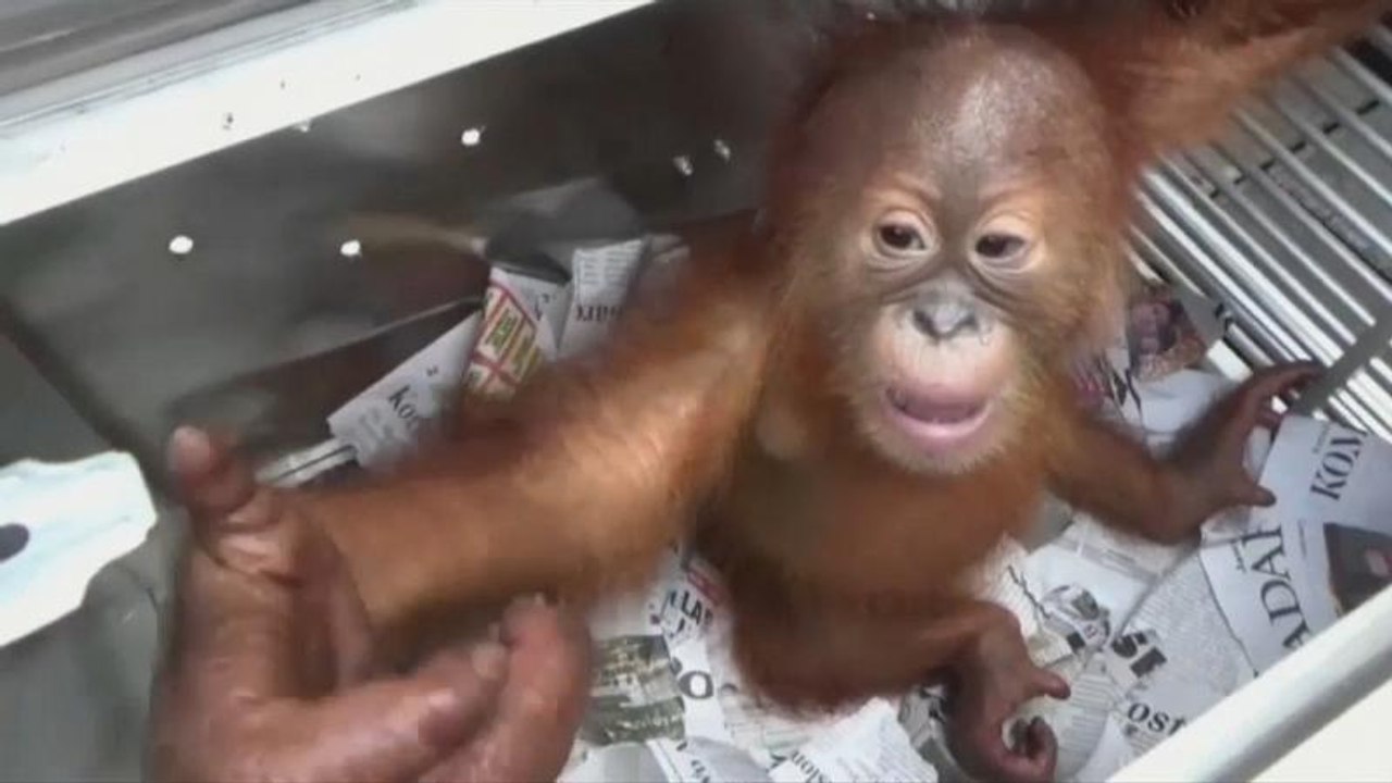 Orang-utan-baby aus koffer geborgen