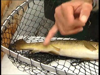 best of british fishing glendevon & bute island