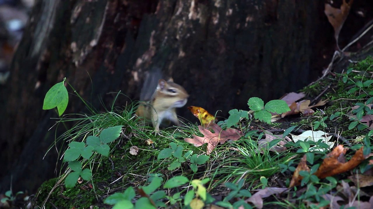 super Chipmunk