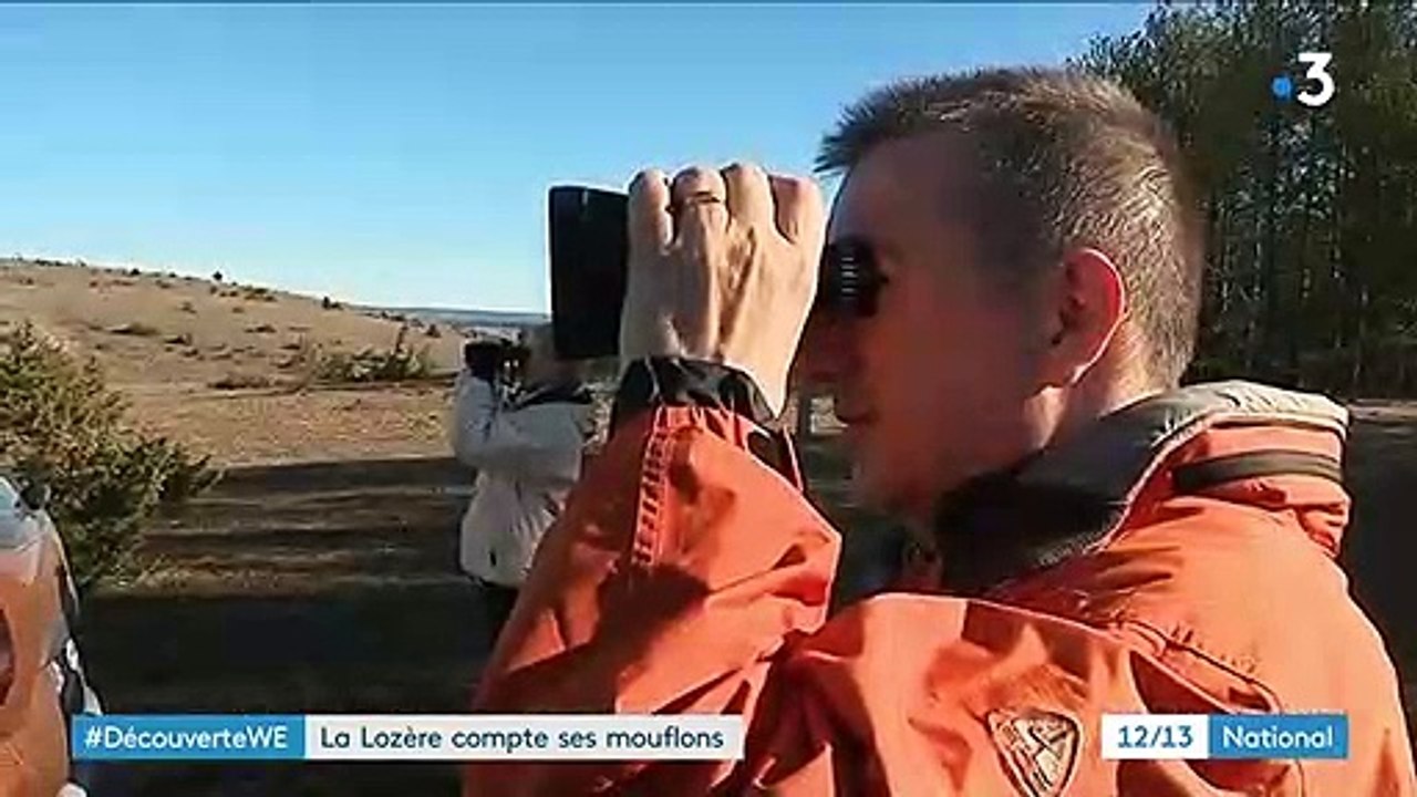 La Lozère compte ses mouflons