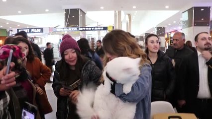 En Güzel Van Kedisi 'Spak'