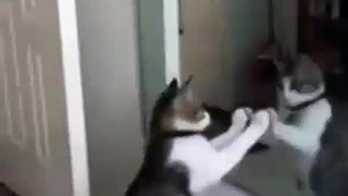 Funny animals videos - Funny cats video