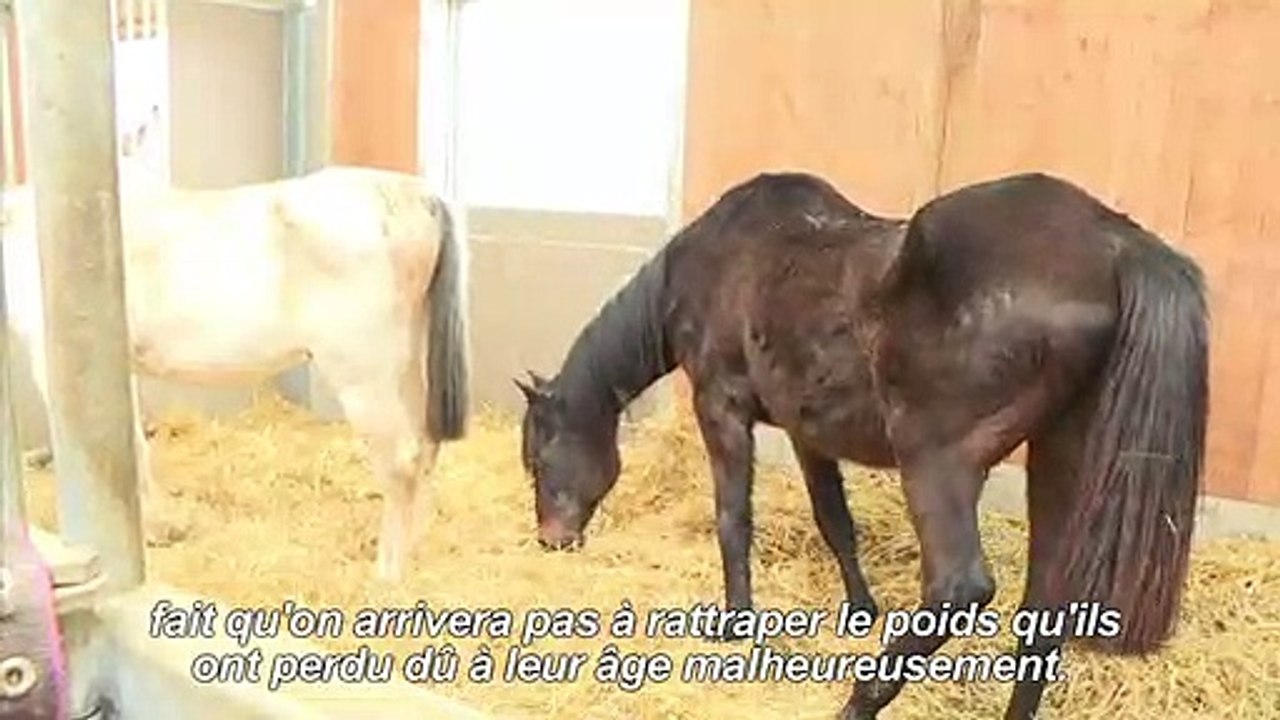 En Normandie, des chevaux maltraités reprennent goût à la vie
