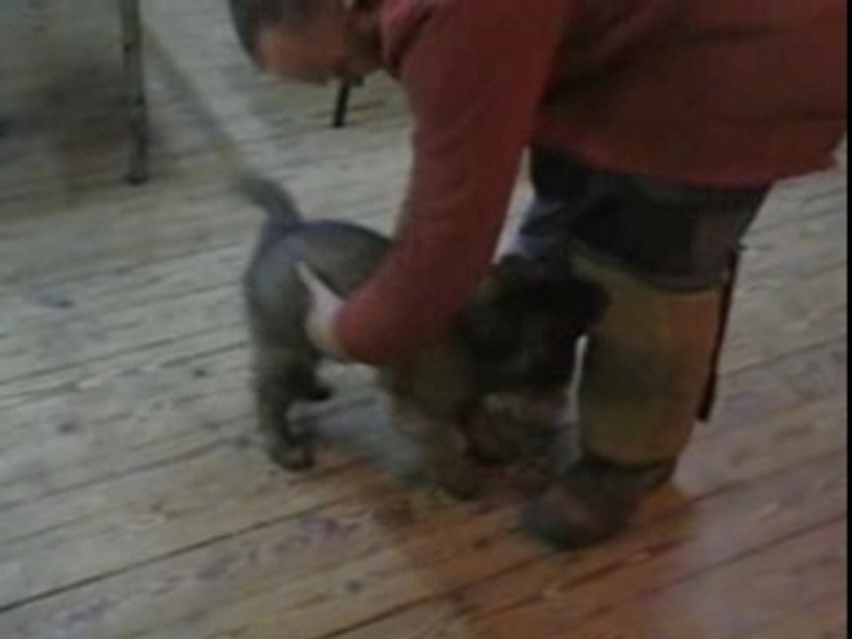 CASSANDRE de Tchurka la Noire