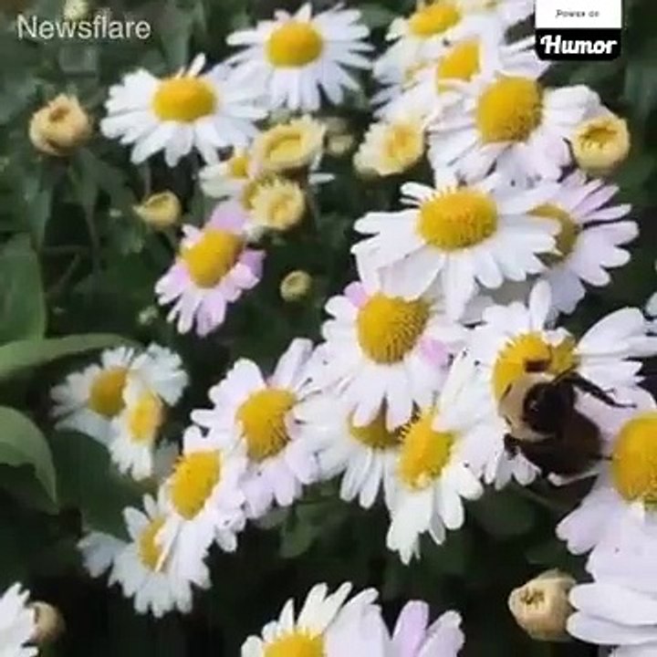 When-animals-mimic-the-human