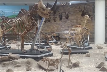 خطوة بخطوة.. كيف يتم تحنيط زيزي قبل عرضها في المتحف؟