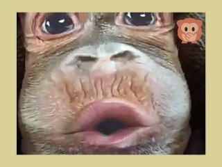 Komik Durum Videoları 4