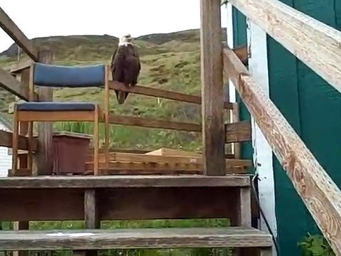 Regardez ce qu'elle trouve sur son balcon en rentrant chez elle...