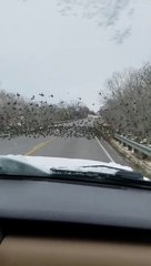 Elle se retrouve face à des centaines d'oiseaux au milieu de la route et paf...