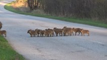 En voilà une grande famille de sangliers...