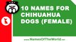 10 chihuahua female dog names - the best pet names - www.namesoftheworld.net