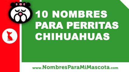 10 nombres para perritas chihuahuas - nombres de mascotas - www.nombresparamimascota.com