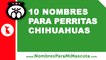 10 nombres para perritas chihuahuas - nombres de mascotas - www.nombresparamimascota.com