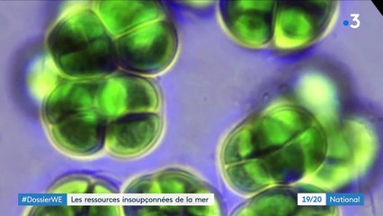 À la découverte des ressources insoupçonnées de la mer