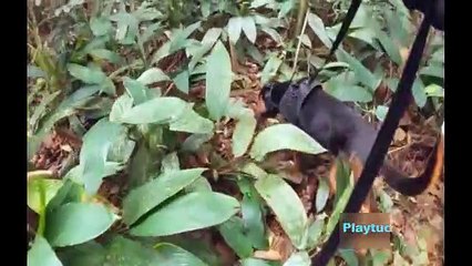 |Buscadores|de|Mascotas|Episodio1