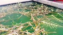 budidaya ikan lele di kolam air hijau alami tanpa obat dan pelet