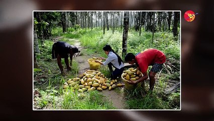 `ကိုကိုးေလဒီ သို႔မဟုတ္ ျပည္တြင္းျဖစ္ ေခ်ာကလက္ကို ဖန္တီးသူ´ (႐ုပ္/သံ)
