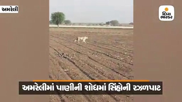 ગરમીનો પારો વધતા ગીરનાં સિંહો અકળાયા, અમરેલીમાં પાણીની શોધમાં 6 સિંહ રઝળતાં જોવા મળ્યાં