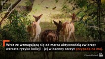 FLESZ: Zwierzęta na drodze - jak uniknąć wypadku?