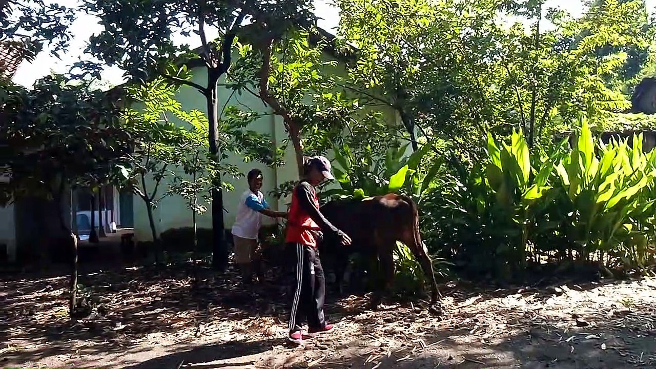 processes bull mating