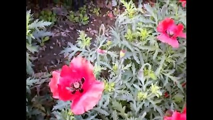 HONEY SUCKER - Wer all need the Bees