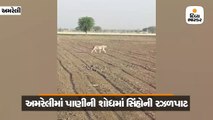ગરમીનો પારો વધતા ગીરનાં સિંહો અકળાયા, અમરેલીમાં પાણીની શોધમાં 6 સિંહ રઝળતાં જોવા મળ્યાં