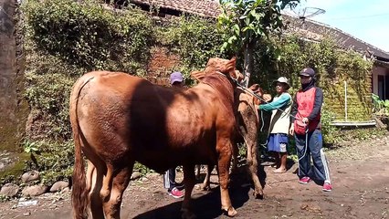 fantastic fam breeding cow