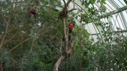 Emploi - Le métier de d’élageurs en plein vertige