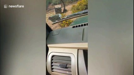 Rescued sloth bear steps out of cage for freedom