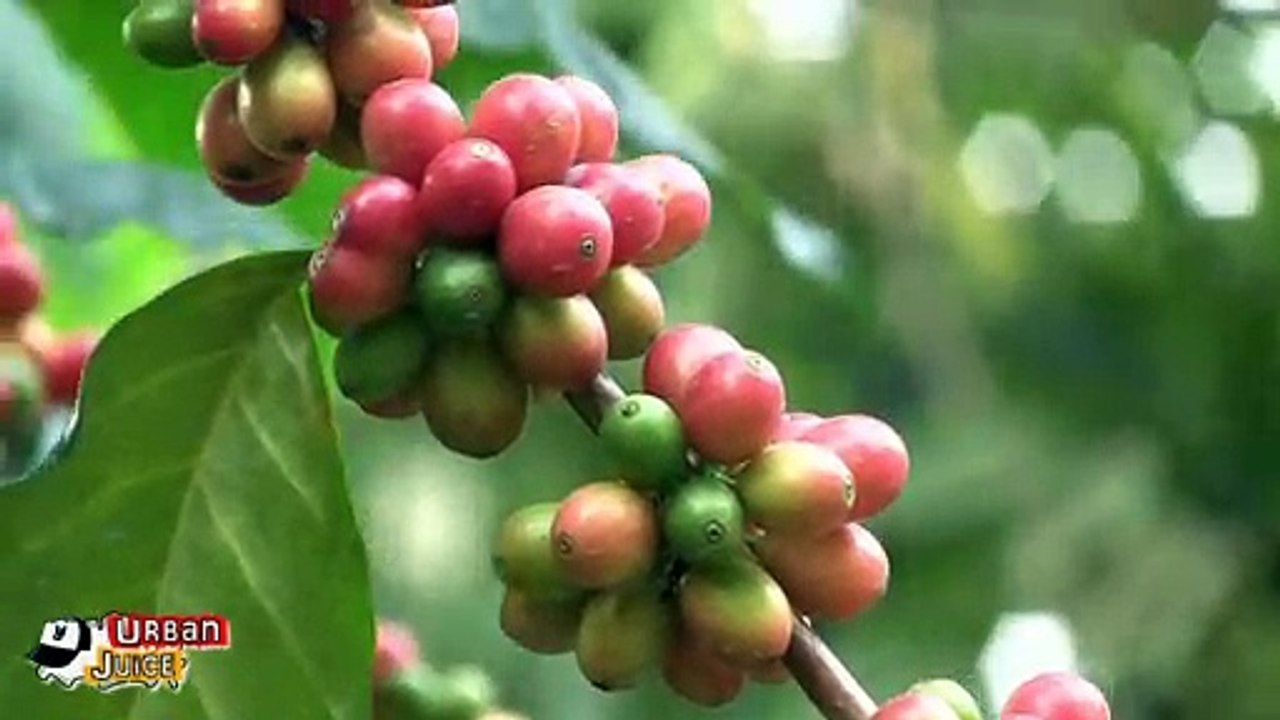 Neu Urban Juice Urbanchino