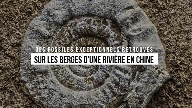 Des fossiles exceptionnels retrouvés sur les berges d'une rivière en Chine
