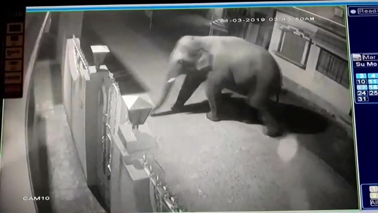 Now that's a gate-crasher! Hungry elephant breaks into Indian home