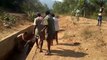 Forest officials rescue terrified elephant calf from irrigation canal