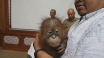 La policía indonesia halla un orangután en una maleta en el aeropuerto de Bali