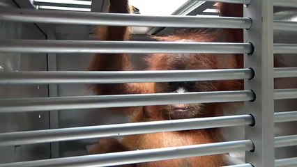 Russe wollte Orang-Utan in Koffer schmuggeln