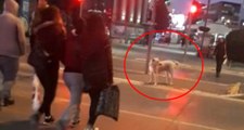 Kırmızı Işıkta İnsanlar Geçerken Bekleyen Köpek Sosyal Medyayı Salladı