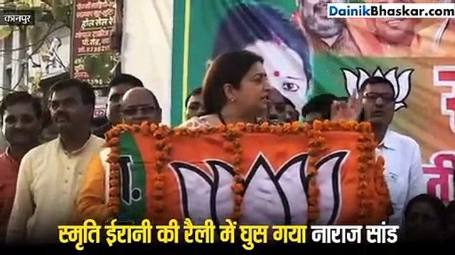 स्मृति ईरानी की सभा में गुस्साए सांड की एंट्री