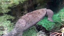 It’s a boy! Manatee gives birth to a healthy-looking calf in Netherlands zoo