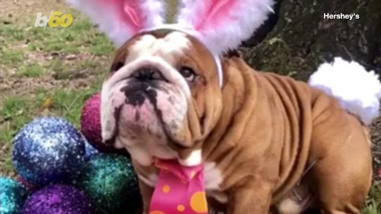 Henri the English Bulldog Wins the Cadbury 'Bunny Tryouts'
