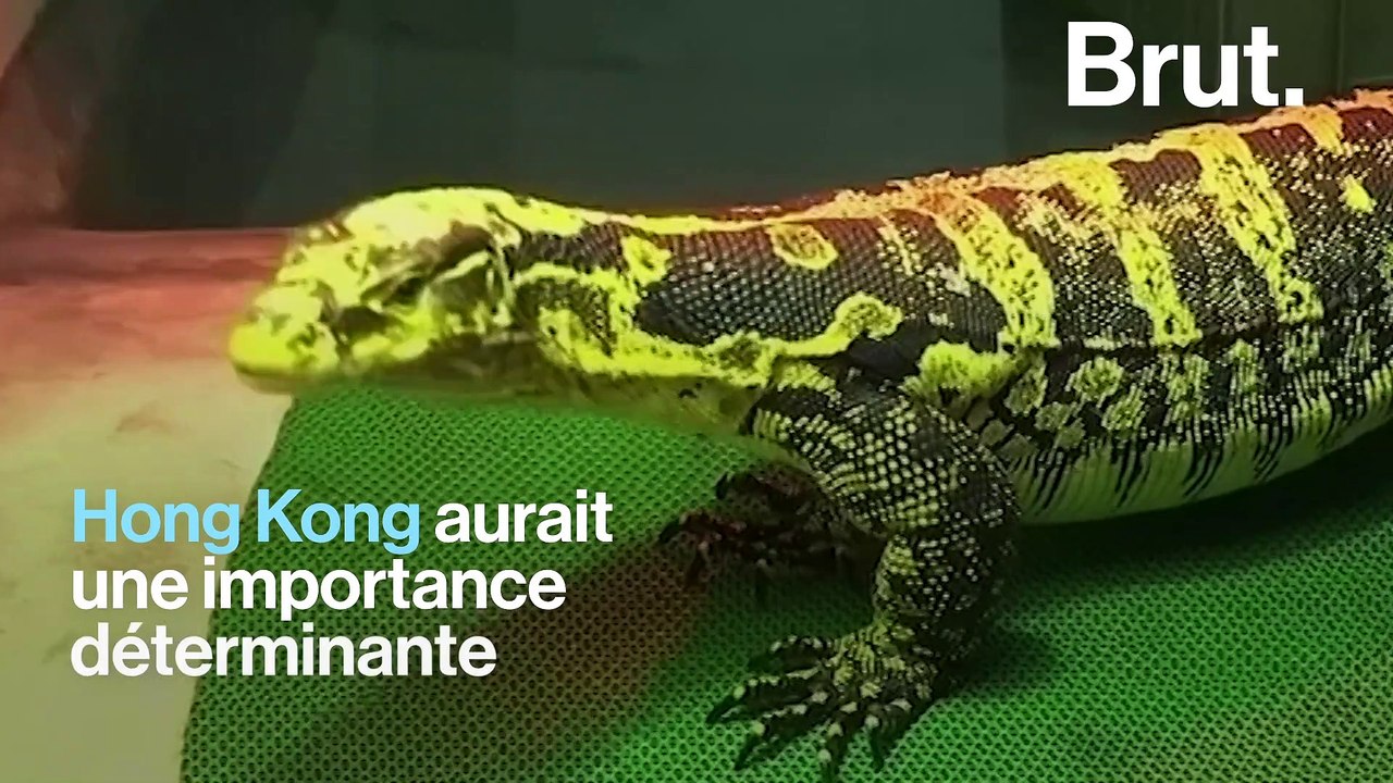 Le rôle de Hong Kong dans le trafic d'animaux sauvages